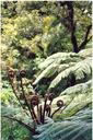Interesting ferns and semi-tropical plants are the norm on the South Islands wet west coast.